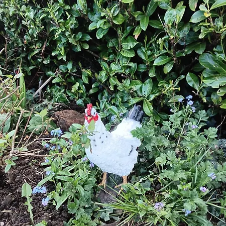 Robins Nest 德罗赫达